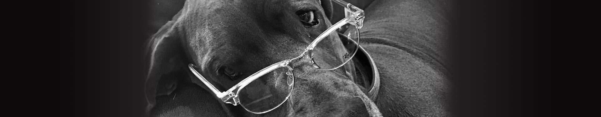 Spectacles West mascot Magnus the Great Dane